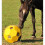 (One Size, Yellow) Parallax Plastic Hay Play 2