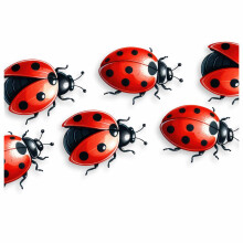 x8 Realistic Ladybird Vinyl Decal Stickers, Cover up Marks, Multi-Purpose Ideal for Phone, Cups, Tile, Toilet, Car, Laptop, Glass, Wall & More. Non T