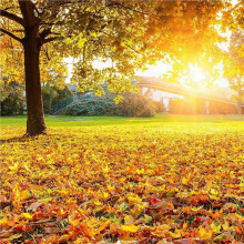 1500Pc Artificial Silk Maple Leaves Autumn Leaves DIY Handmade Scrapbooking Autumn Fall Wedding Decor