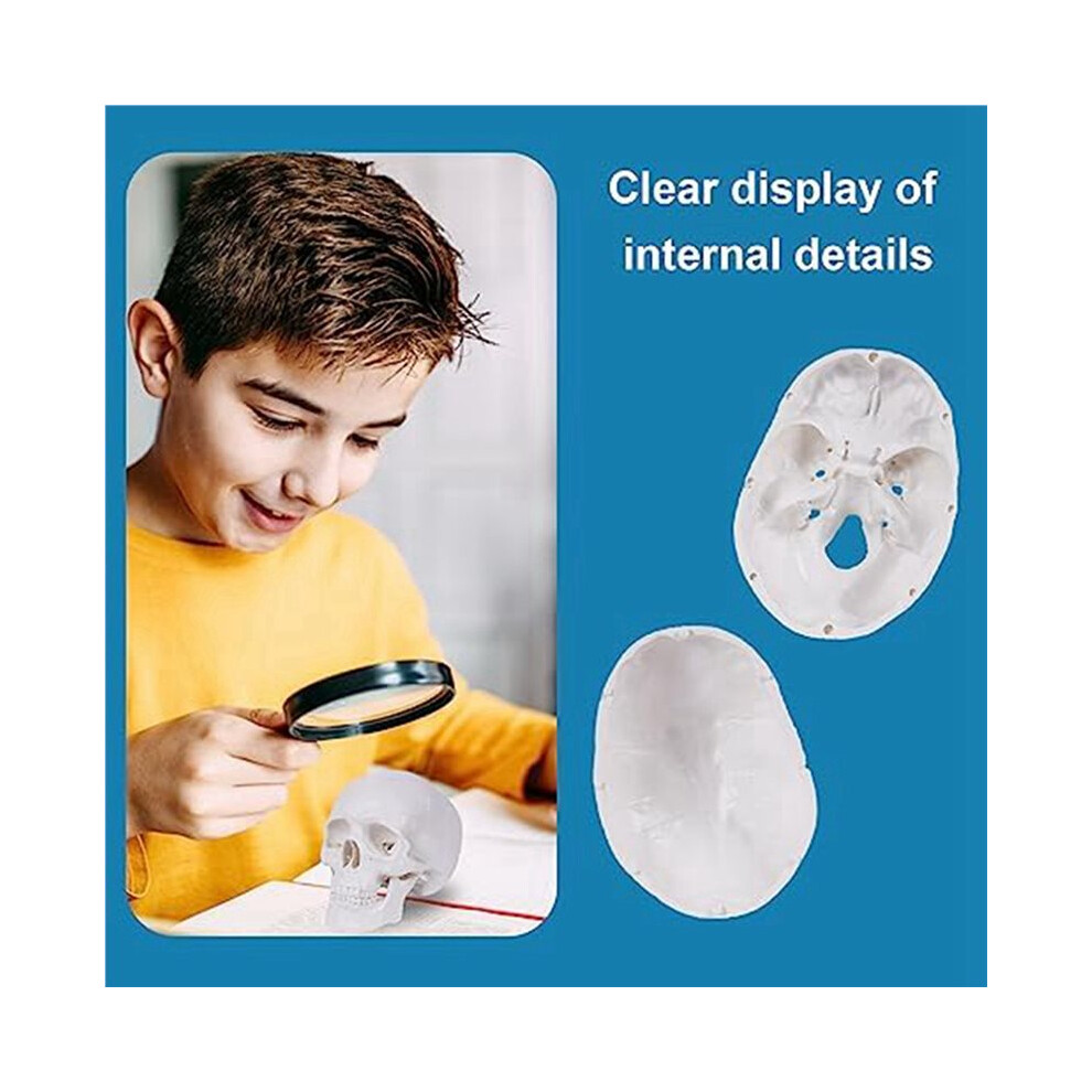 5X  Human Skull Model, 3 Parts Anatomical Skull Model with Removable Skull Cap and Articulated Mandible