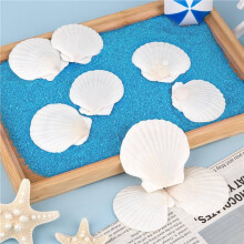 50pcs Natural Scallop Shells From Seaside for DIY Painting Ocean Theme Party Wedding Home Decoration 5.08-7.62cm