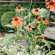 12 Sets Peony Support Cage, Grow Through Hoops Grids with 16pcs Legs,Plant Support Brace,Flower Strong Support Ring