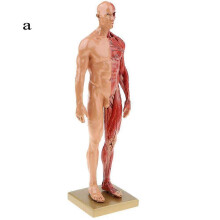 (Male) 30Cm resin human anatomy muscle skeleton model dropshipping