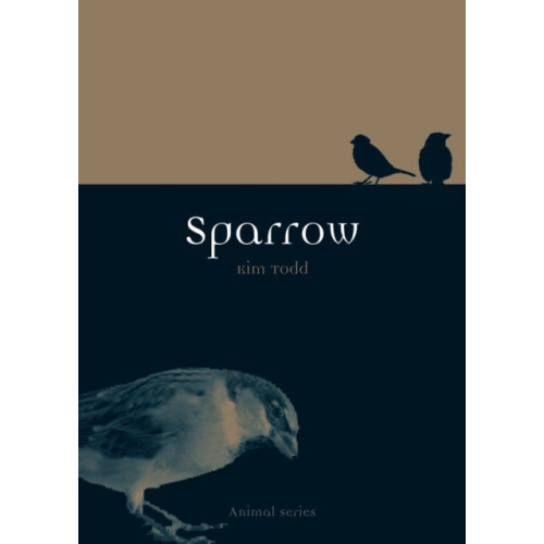 Sparrow by Kim Todd Paperback Book