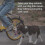 Retractable leash for bicycle rides with dogs 3
