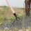 Root remover tool with foot pedal for effortless weeding 4