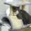 Torre para Gatos com Bolas de Pelúcia e Arranhador, Cinza 5