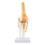 Anatomical Knee Joint with Ligaments Model, Life Size 2