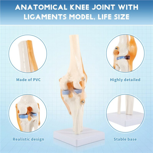 Anatomical Knee Joint with Ligaments Model, Life Size 2
