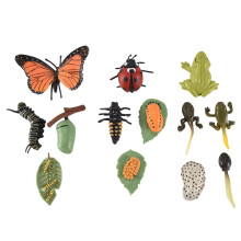 Sets Insect Beeldjes Levenscyclus van Vlinder Kikker Lieveheersbeestje Safariologie Groei Cyclus Model Onderwijs Speelgoed