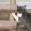 Arbre à chat avec escalier et balle de jeu pour petits chats 7