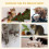 Arbre à chat avec griffoir et coussin pour chat, couleur crème 6
