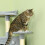 Extra großer Katzenbaum für schwere Katzen, Hellgrau 8