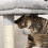 Arbre à chat avec litière lavable et espace pour bac à litière 7