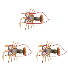 3St Vivid Lobster Model Plastic Speelgoed Educatief Voor Kind