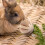 2Pièces À Ronger Bois Pour Hamsters Amusants 9