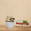 Mini Bureau Design Ours Kawaii 3