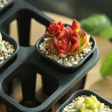 2St Plastic Onderzetter Zwart Voor Succulenten En Cactussen