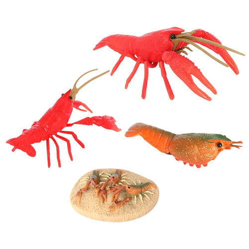 2Ensembles Crayfish Jouets Simulation Cycle De Vie Rouge Pédagogique 2