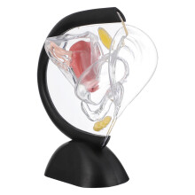 2Pièces Organes Femmes Transparent Utérus Usage Médical