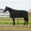 VidaXL vidaXL Horse Blanket Black 125 cm Polyester 1