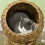 Panier pour chat en rotin avec coussin pour petits animaux, marron 7