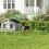 Höhenverstellbares Hunde-Agility-Set mit Hürden, Grün 2