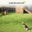 Höhenverstellbares Hunde-Agility-Set mit Hürden, Grün 5