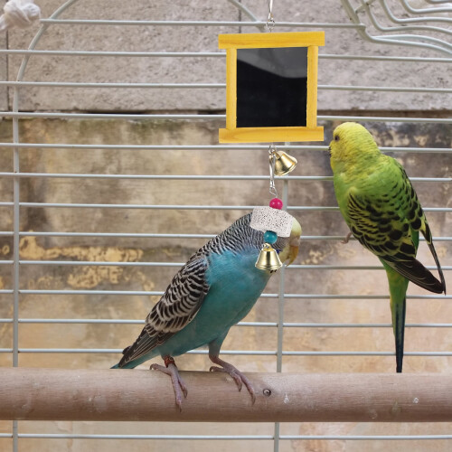 Specchio giocattolo per gabbia di uccelli, per parrocchetti e pappagalli (2 pezzi) 2