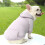 Φούτερ για μικρόσωμα σκυλιά μωβ M 2