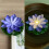Flydende poollys LED lotusblomst 6 stk. 5