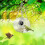 Bird Feeder with 1080P WiFi Camera 2 Pack 7