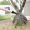 Stand Up Weed Puller Claw, Manual Garden Root Remover Tool, No Bend Over Root Weed Extractor, Black, 14.4*13.8 cm 4