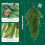 Artificial Branches Norfolk Hanging Vine Decoration 4