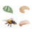 Spider bee and ladybug life cycle model educational 2