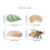 Spider bee and ladybug life cycle model educational 3
