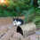 Foldable Waterproof Outdoor Cat House Black Medium 5