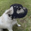 Dog Muzzle for Short Snouts Breathable Rubber 1 Piece 7