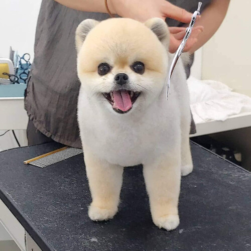 Tesoura curva para tosa de animais de estimação, 7 polegadas, aço inoxidável, para cães, gatos e pequenos animais 2