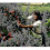 Fruit Picking Bag with Adjustable Strap, Durable Waterproof Oxford Fabric, 86x49cm 3