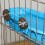 Baignoire pour perruches et petits oiseaux, cage fixée au mur 4