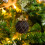 Christmas Tree Hanging Black Ball Ornaments Set 4