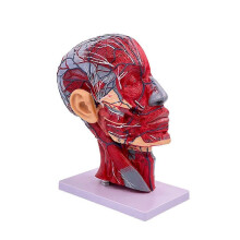 Modello neurovascolare superficiale della testa umana con sezione di muscolatura e colonna cervicale