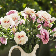(5) Ensemble de 50 graines de lisianthus pour la décoration de balcon et de jardin
