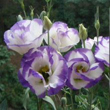 (2) Ensemble de 50 graines de lisianthus pour la décoration de balcon et de jardin