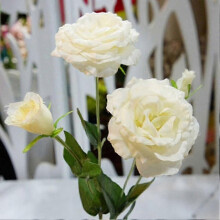 (1) Ensemble de 50 graines de lisianthus pour la décoration de balcon et de jardin