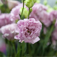 (4) Ensemble de 50 graines de lisianthus pour la décoration de balcon et de jardin