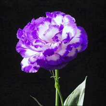 (9) Ensemble de 50 graines de lisianthus pour la décoration de balcon et de jardin