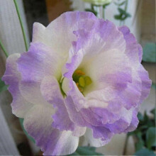 (14) Ensemble de 50 graines de lisianthus pour la décoration de balcon et de jardin