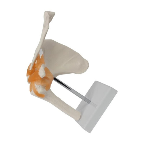 Anatomical Shoulder Joint Model Human Shoulder Ligament Anatomy Shoulder Joint Educational Tool 1